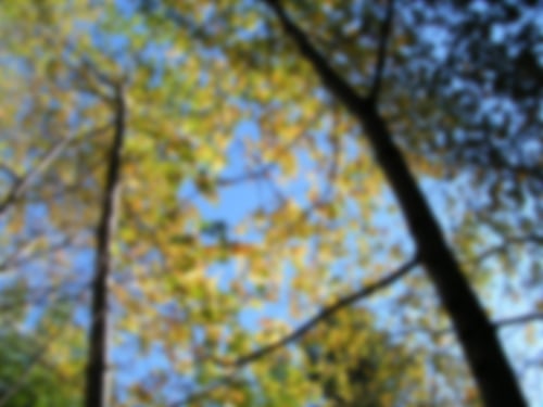 Acer-Macrophylla---TC---blur