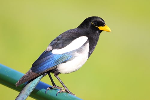 Yellow-Billed Magpie perched on fence with green background