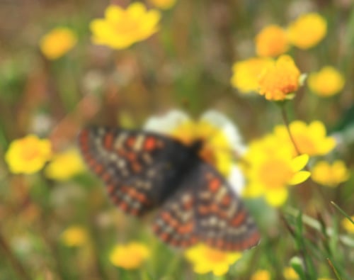 Coyote Ridge - Bay Checkerspot Butterfly - CH - 4-9-2011 - 22