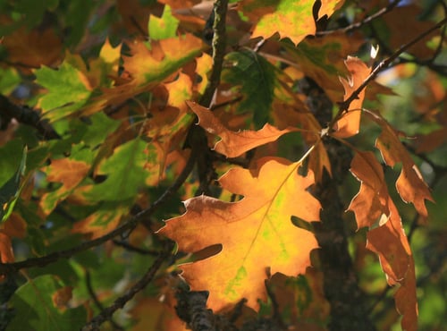 Mayfair Trail - Fall Leaves - CH - 09-11-2014 - 3
