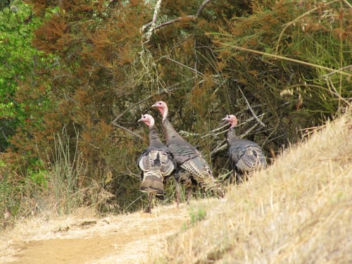RCAN - Turkeys - D.N - AUG-11-2010