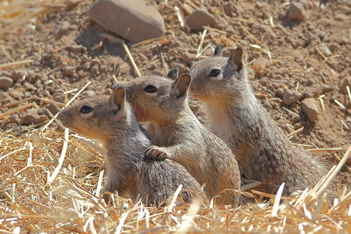SVIS - Ground Squirrels - D.Mauk - 2020-06-30 - 2