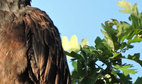 Sierra Vista - Turkey Vulture - CS - 05-13-2014-200337-edited