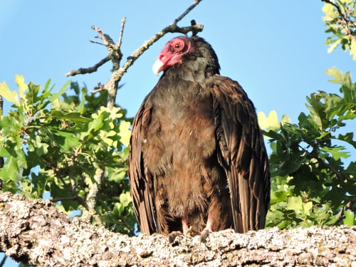 Sierra Vista - Turkey Vulture - CS - 05-13-2014
