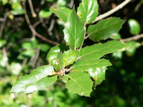 coast live oak leaf.jpg