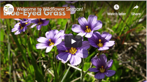 wildflower video screenshot