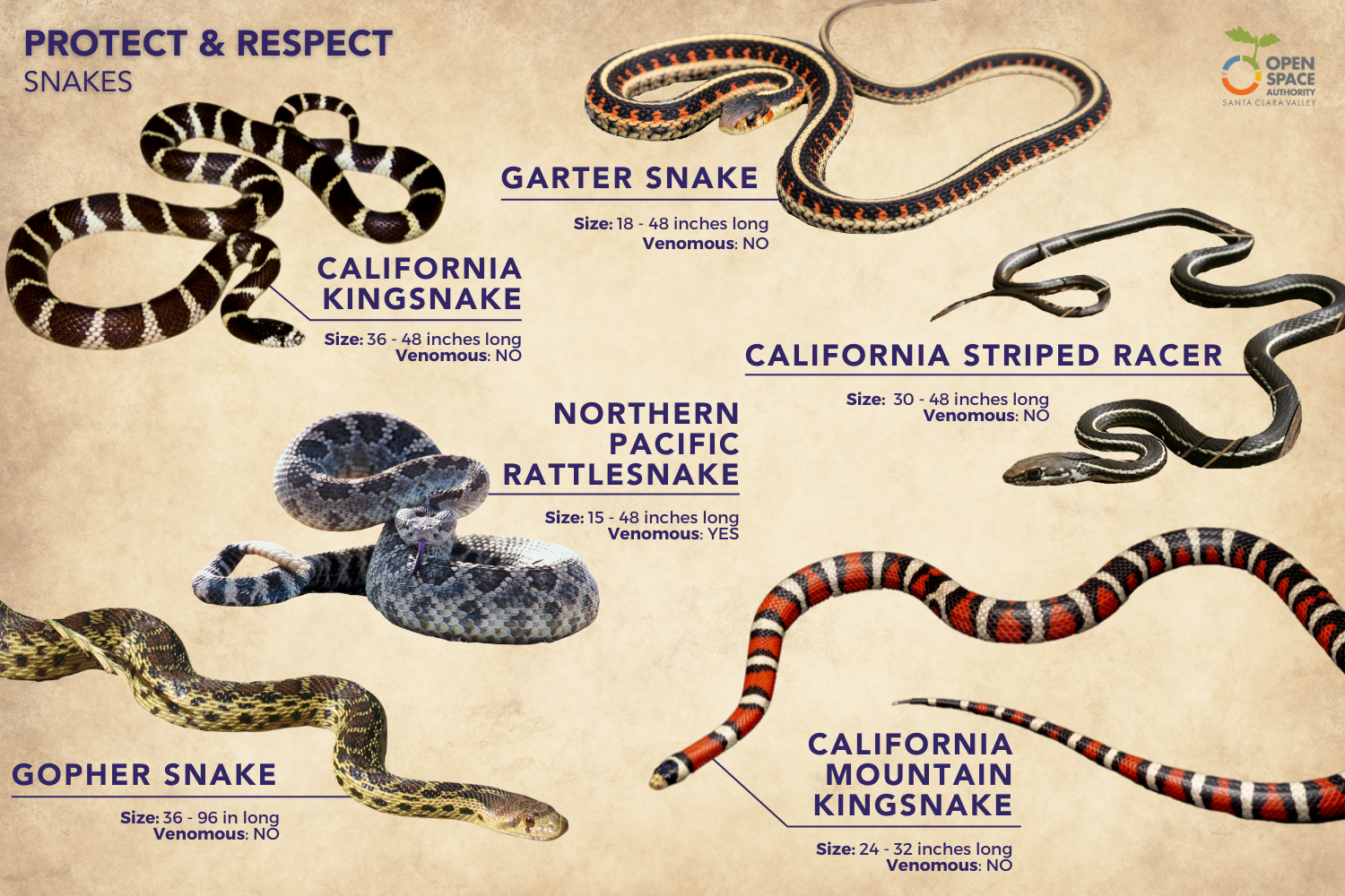 different types of garden snakes