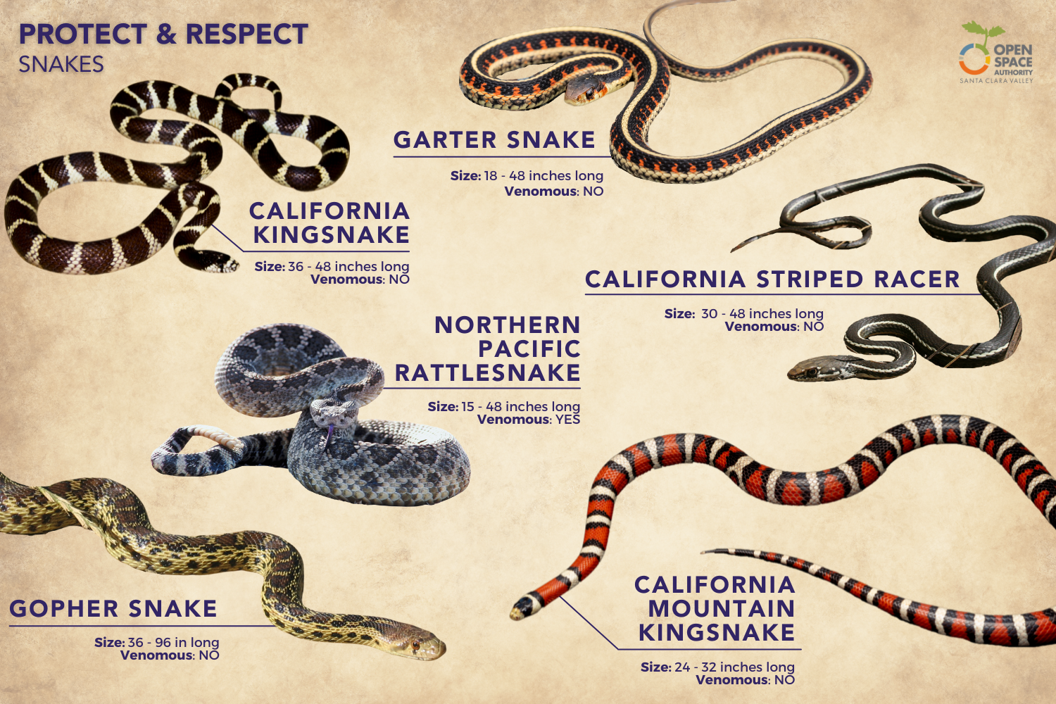 colorful non poisonous snakes